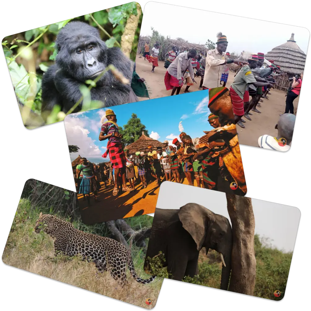 Lionking safaris - why choose us image